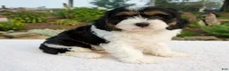 Cavapoo dogs for sale: Irena - Ad 6