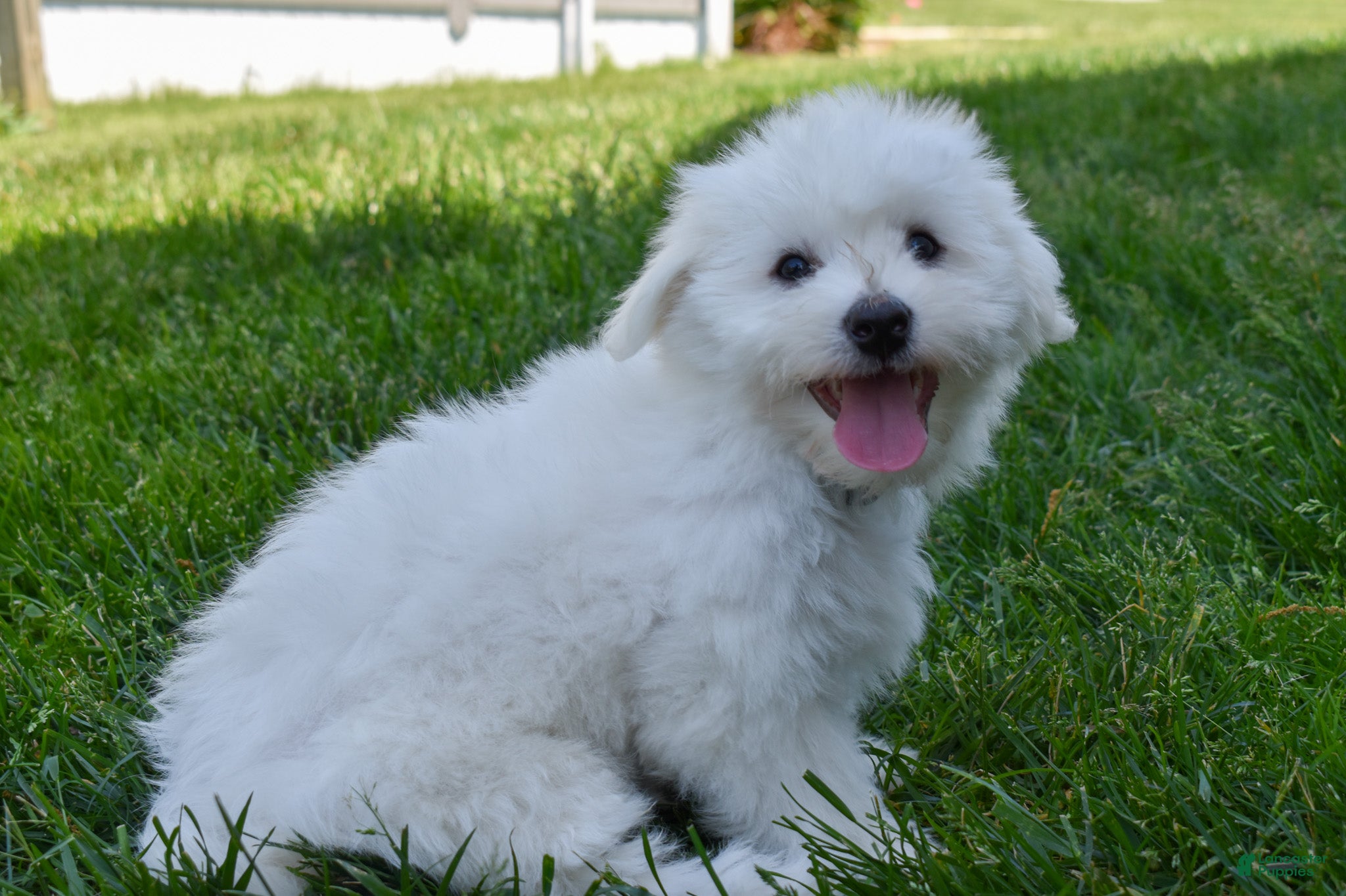 Maltese dogs  Justin  - Ad 2