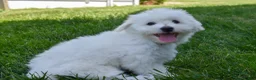 Maltese dogs for sale:  Justin  - Ad 7