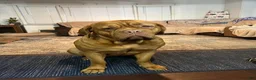 Dogue De Bordeaux dogs for sale: Dogue De Bordeaux 1 - Ad 3