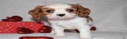 Cavalier King Charles Spaniel dogs for sale: Odie - Ad 7