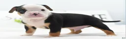 Mixed Breed dogs for sale: Diesel - Ad 9
