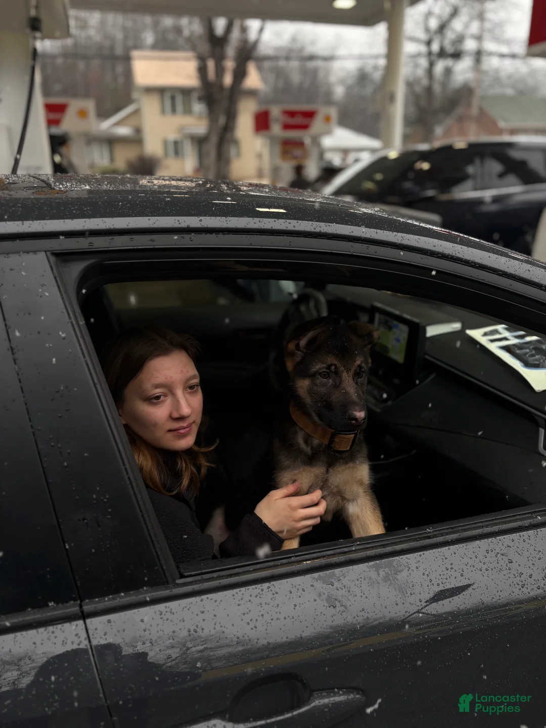 German Shepherd dogs for sale: German Shepherd Puppy 1 - Ad 2