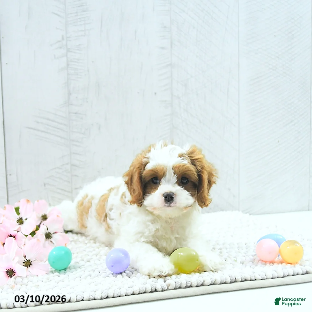 Cavapoo dogs for sale: Marlo - Ad 2