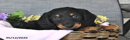 Miniature Dachshund dogs for sale: Kandy - Ad 4