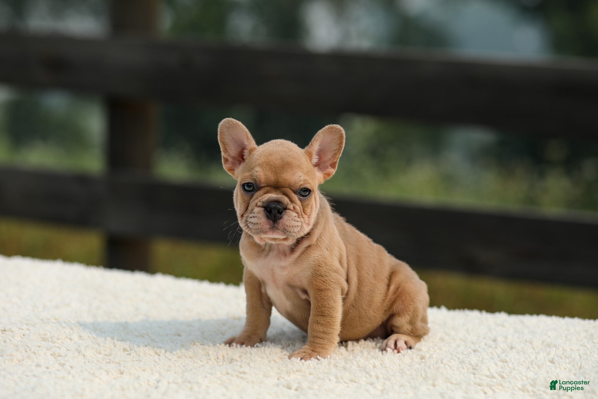French Bulldog dogs Ivanka - Ad 2