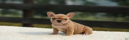 French Bulldog dogs for sale: Ivanka - Ad 2