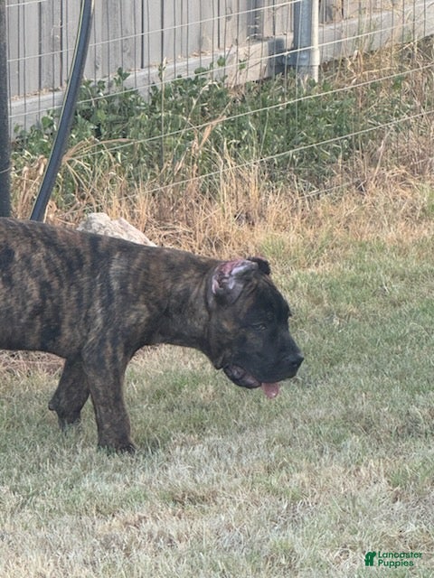 Cane Corso dogs Girl 3 - Ad 2
