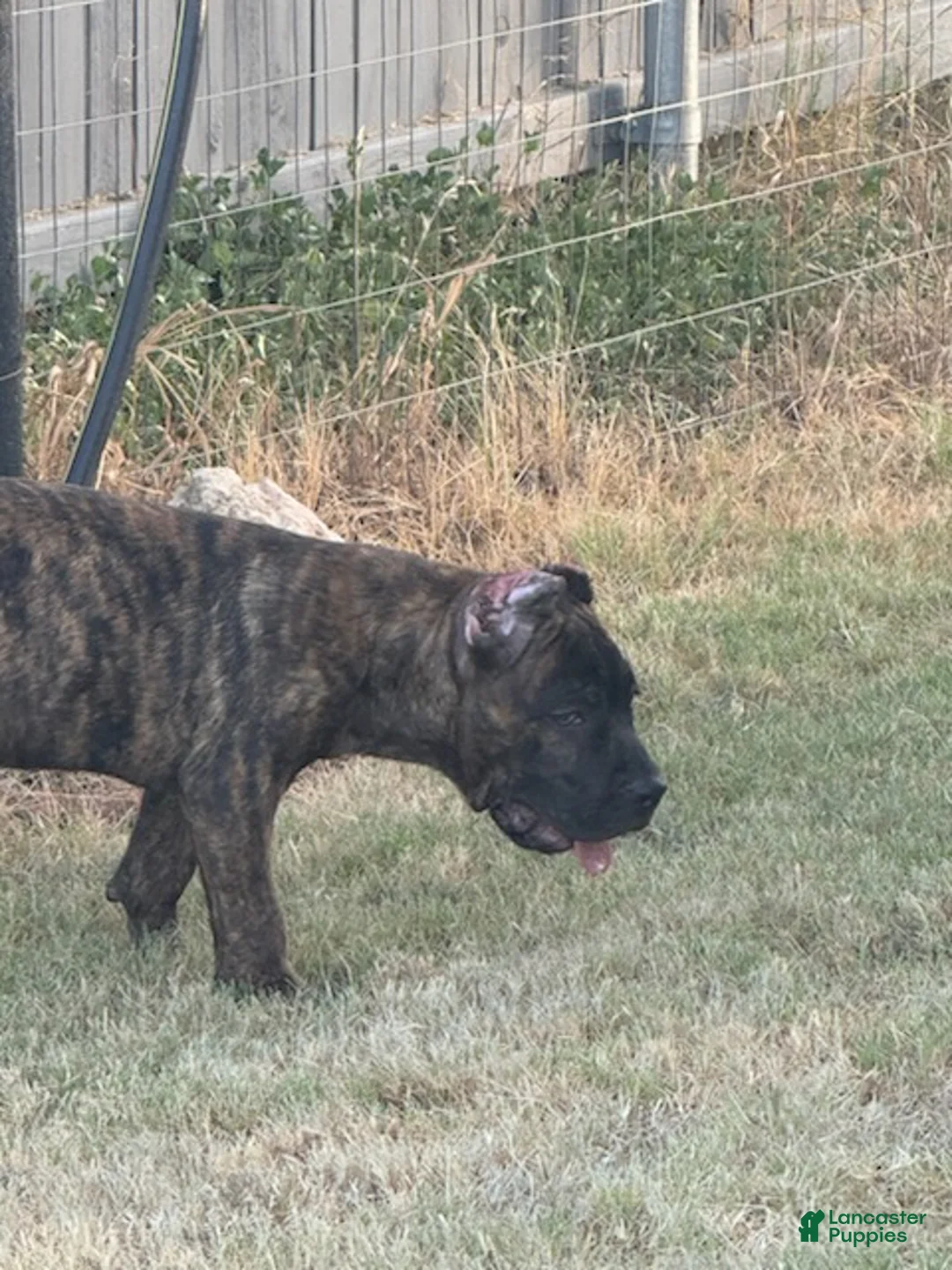 Cane Corso dogs for sale: Girl 3 - Ad 2