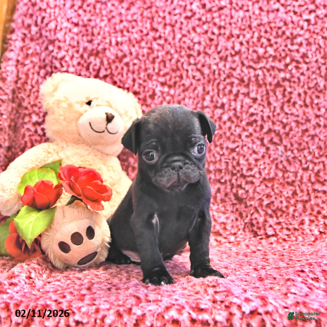 Mixed Breed dogs for sale: Hershey - Ad 2