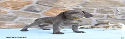 German Shorthaired Pointer dogs for sale: Fran  - Ad 1