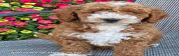 Mini Goldendoodle dogs for sale: Roxy - Ad 4