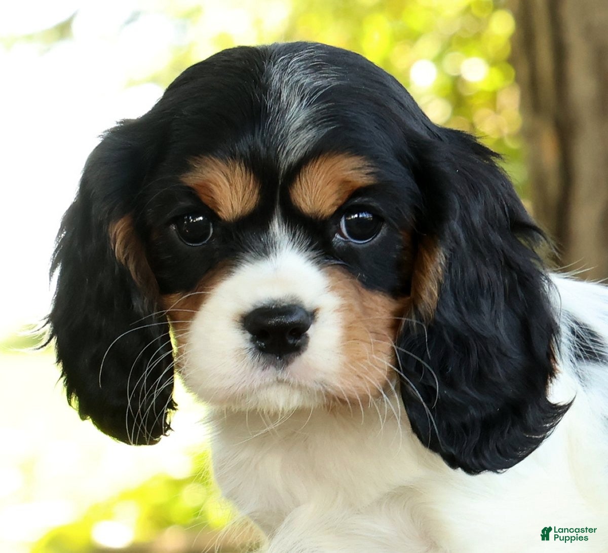 Cavalier King Charles Spaniel dogs for sale: Carla - Ad 6