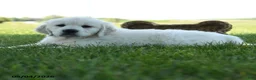 Golden Retriever dogs for sale: Lulu - Ad 1