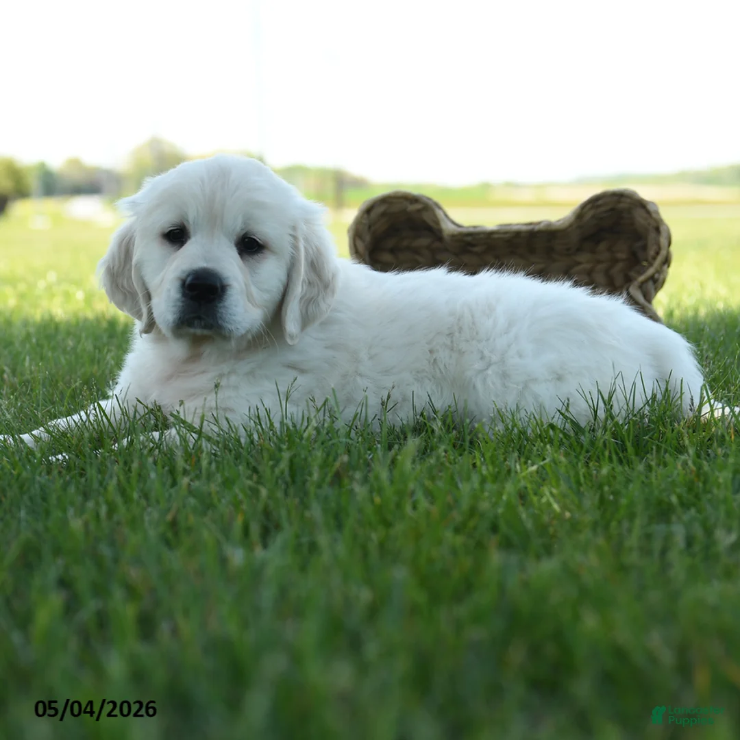 Golden Retriever dogs for sale: Lulu - Ad 1