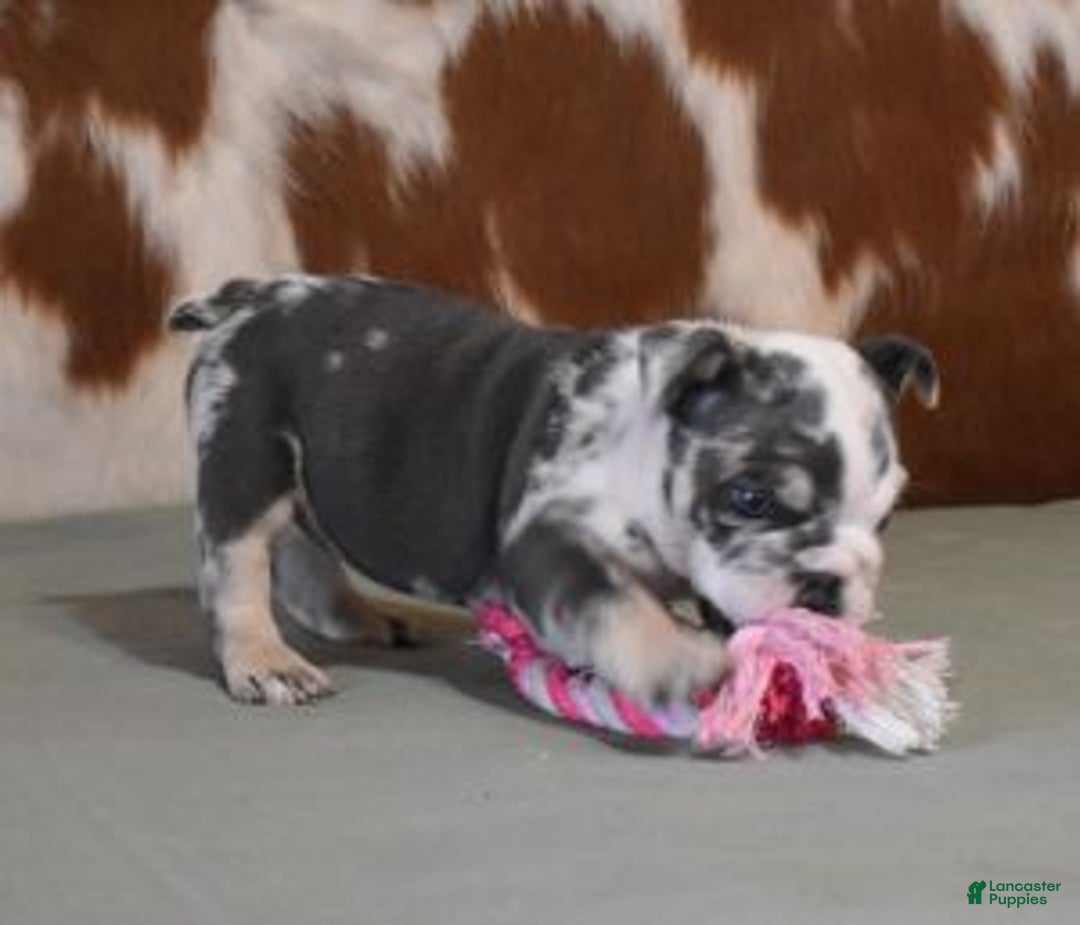 English Bulldog dogs for sale: TINA - Ad 3
