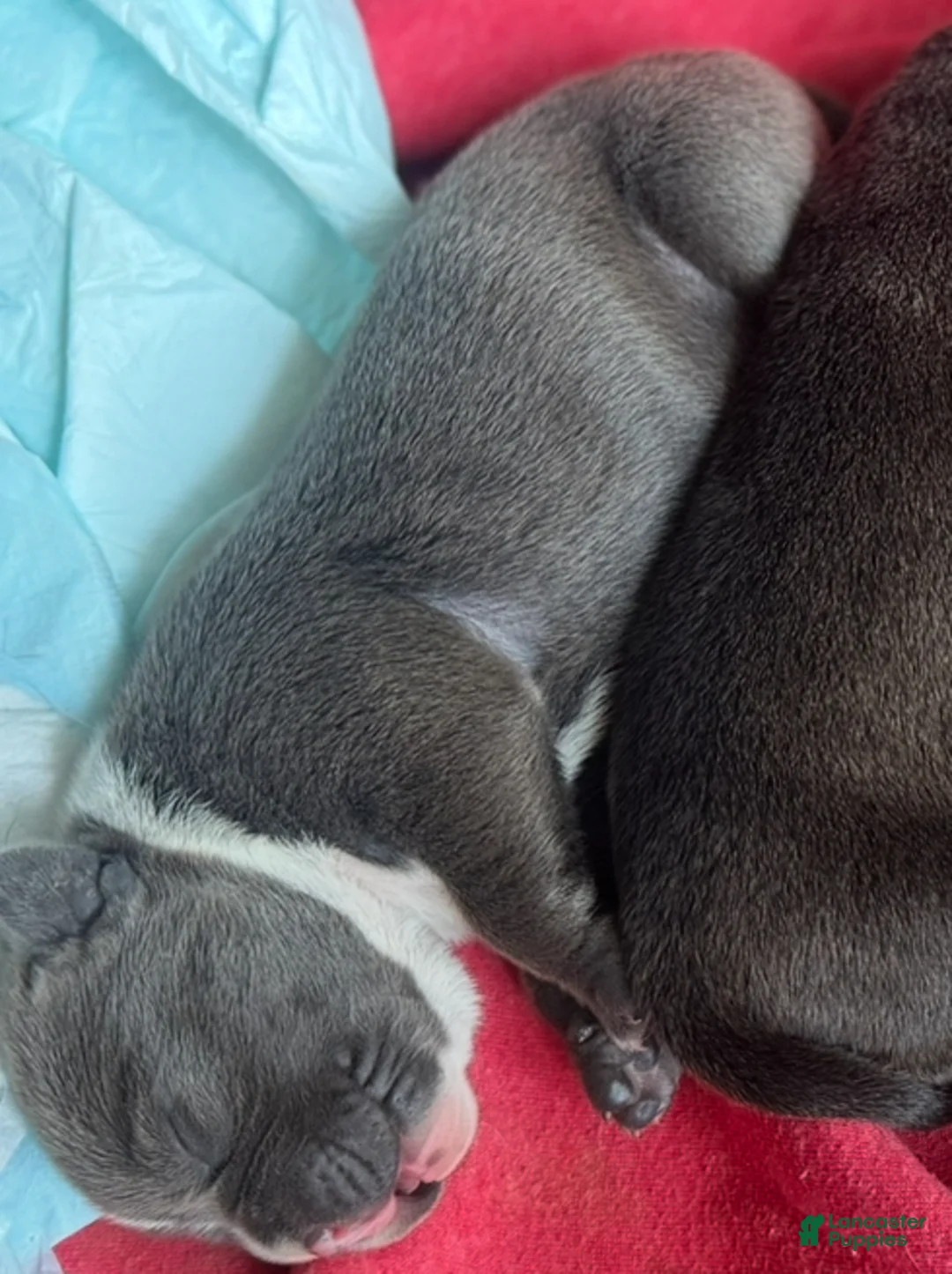American Bully dogs for sale: American Bully 7 - Ad 2