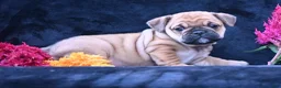 Mixed Breed dogs for sale: Princess - Ad 8