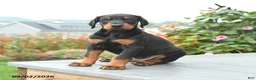 Mixed Breed dogs for sale: Felix - Ad 5