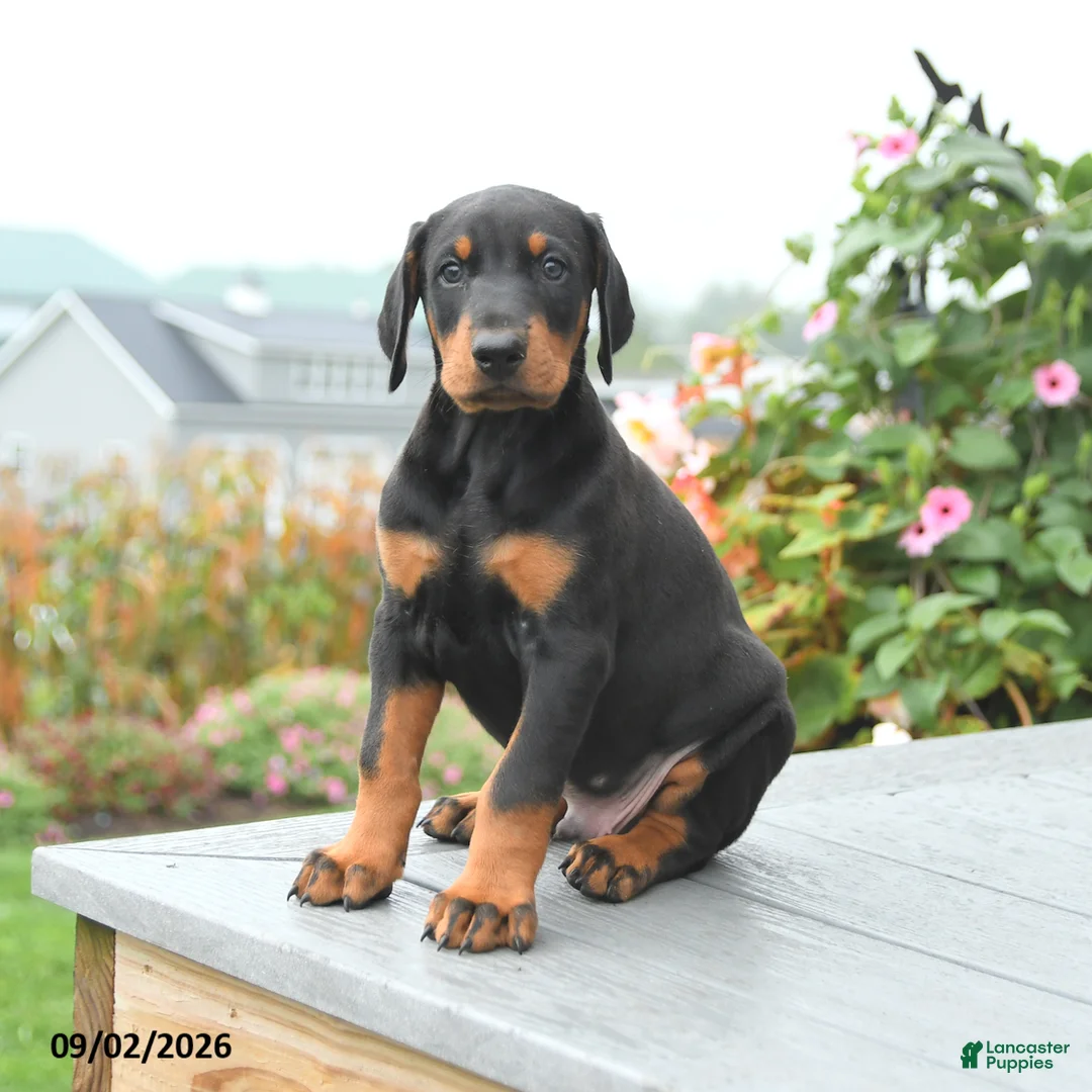 Mixed Breed dogs for sale: Felix - Ad 5