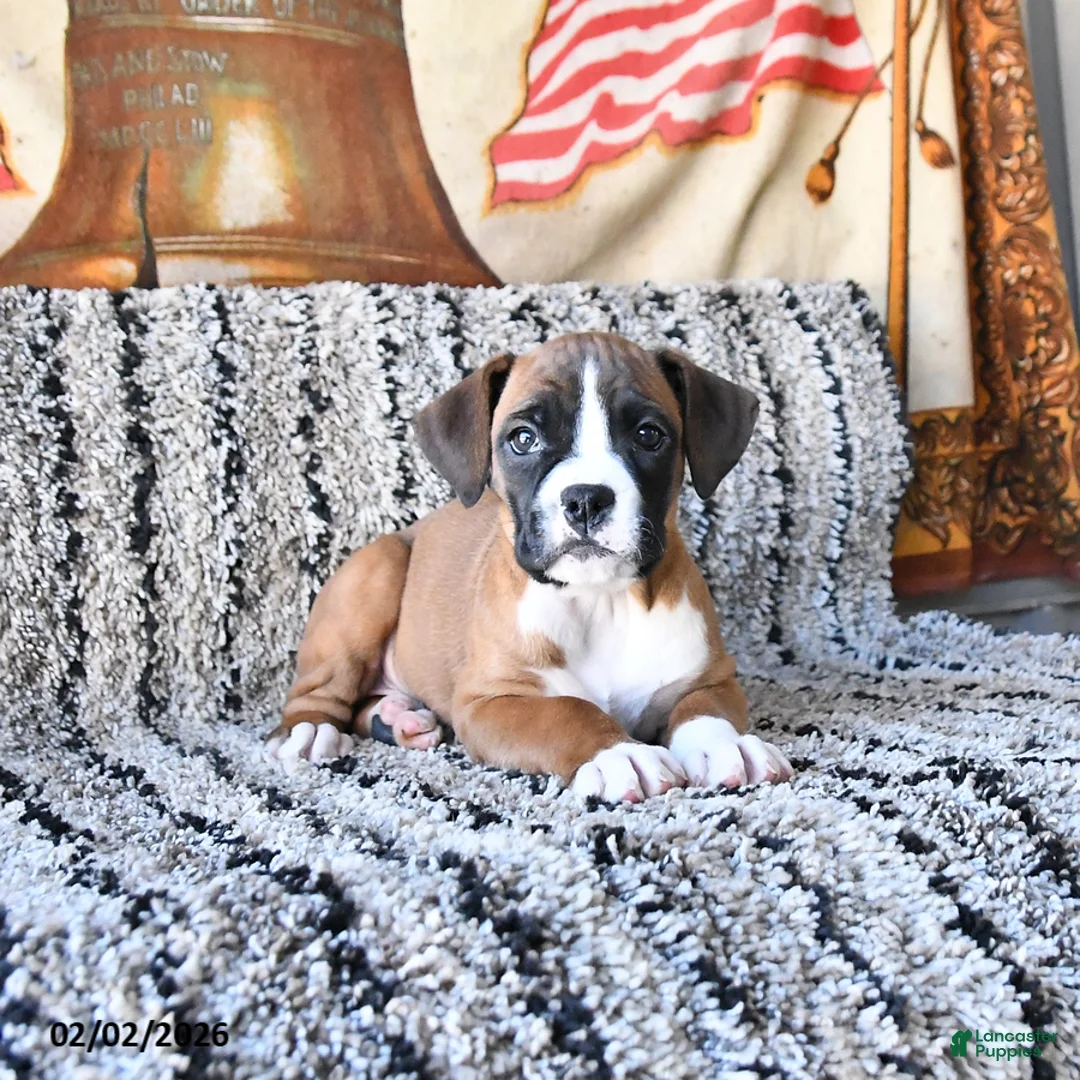 Boxer dogs for sale: Blossom - Ad 4