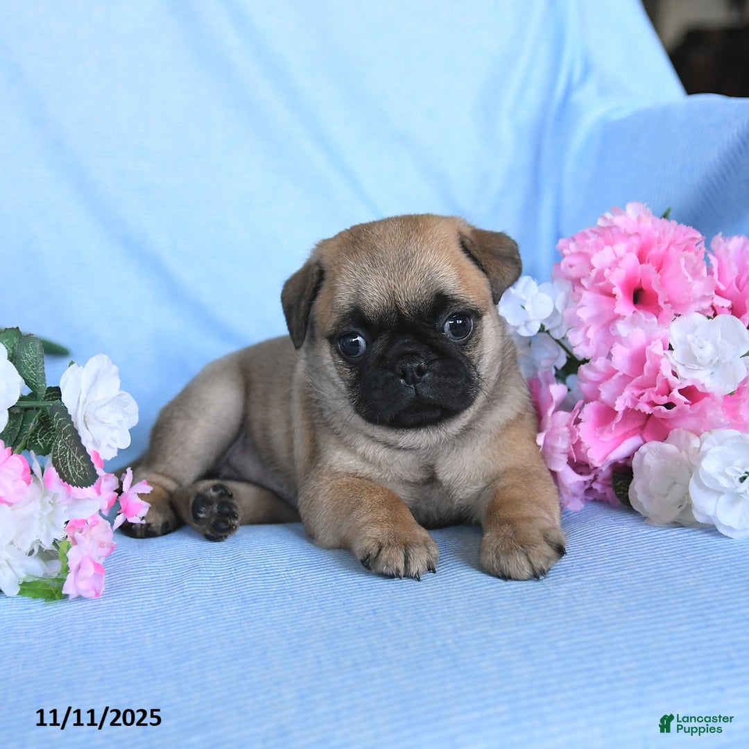 Pug dogs for sale: Geneva - Ad 2