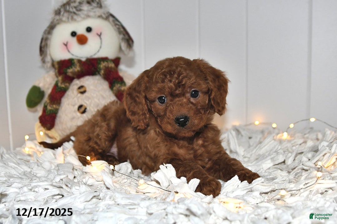 Cavapoo dogs for sale: Cupcake - Ad 2