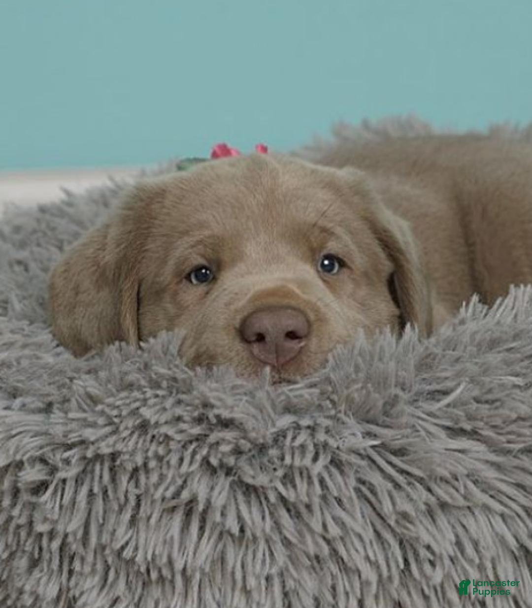 Labrador Retriever dogs for sale: Labrador Retriever Puppy 5 - Ad 30