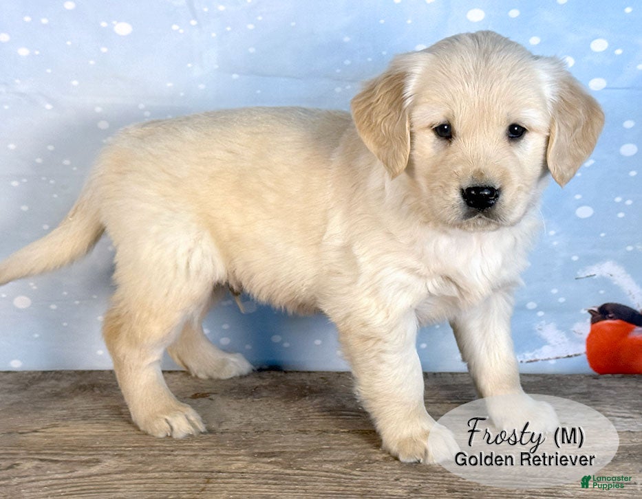 Golden Retriever dogs Frosty - Ad 3