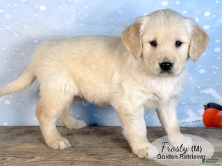 Golden Retriever dogs Frosty - Ad 23