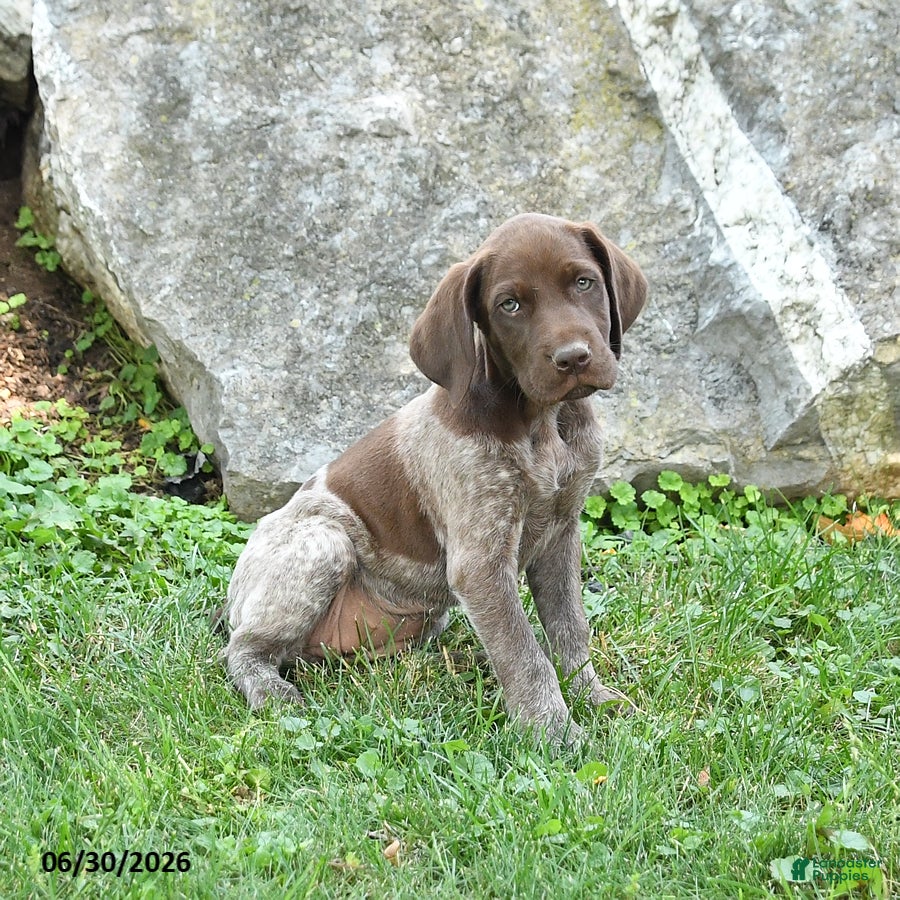 German Shorthaired Pointer dogs Roxie - Ad 2