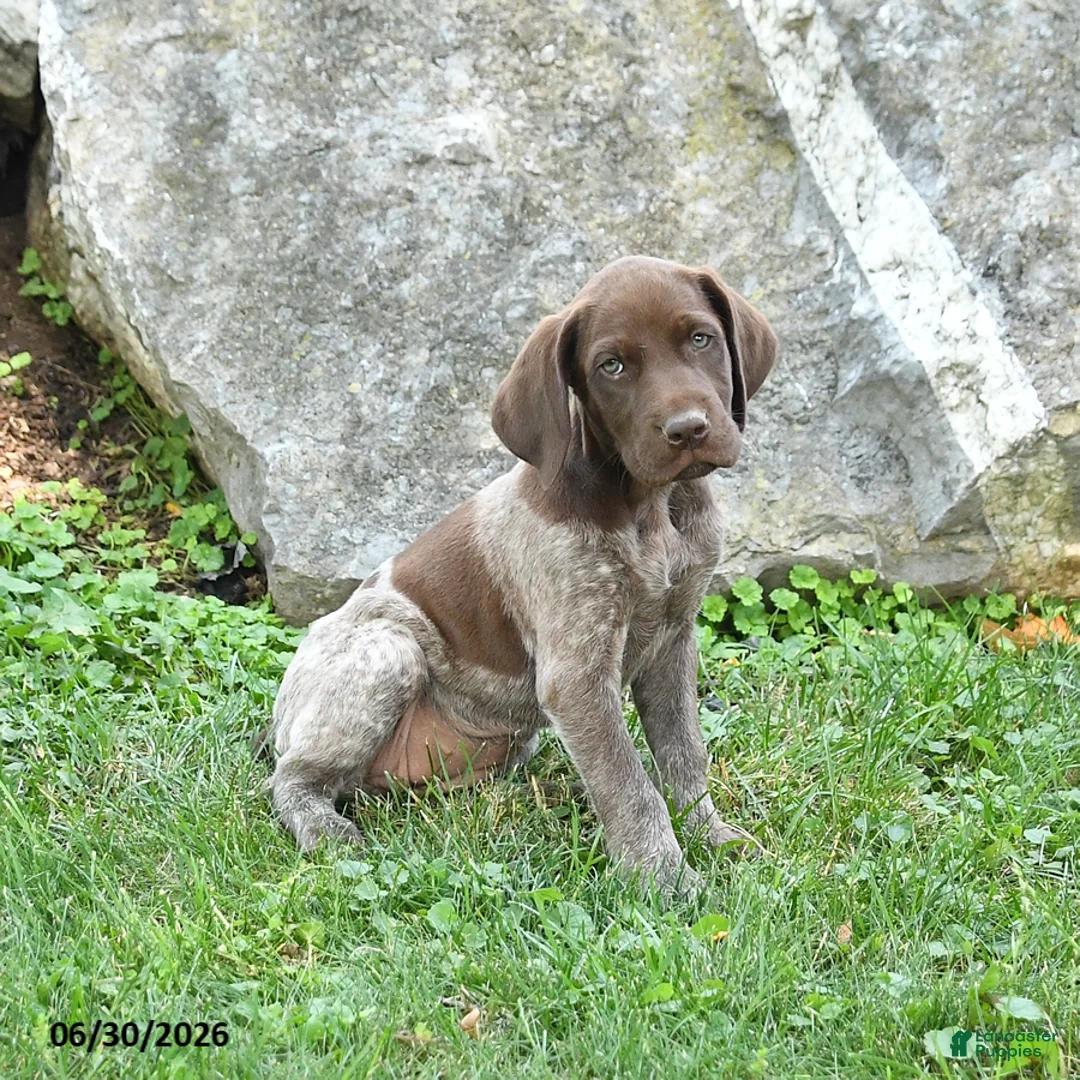 German Shorthaired Pointer dogs for sale: Roxie - Ad 2