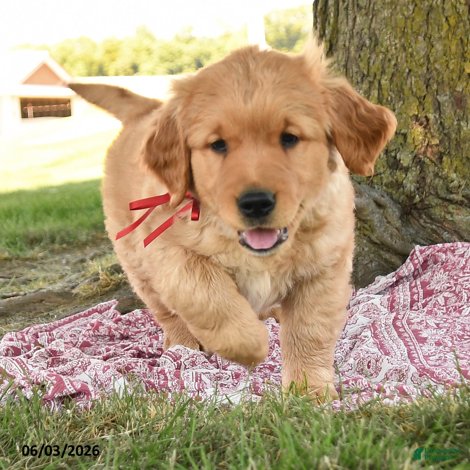 Golden Retriever dogs Prince Scarlet - Ad 2