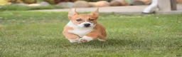 Welsh Corgi Pembroke dogs for sale: Rover - Ad 6