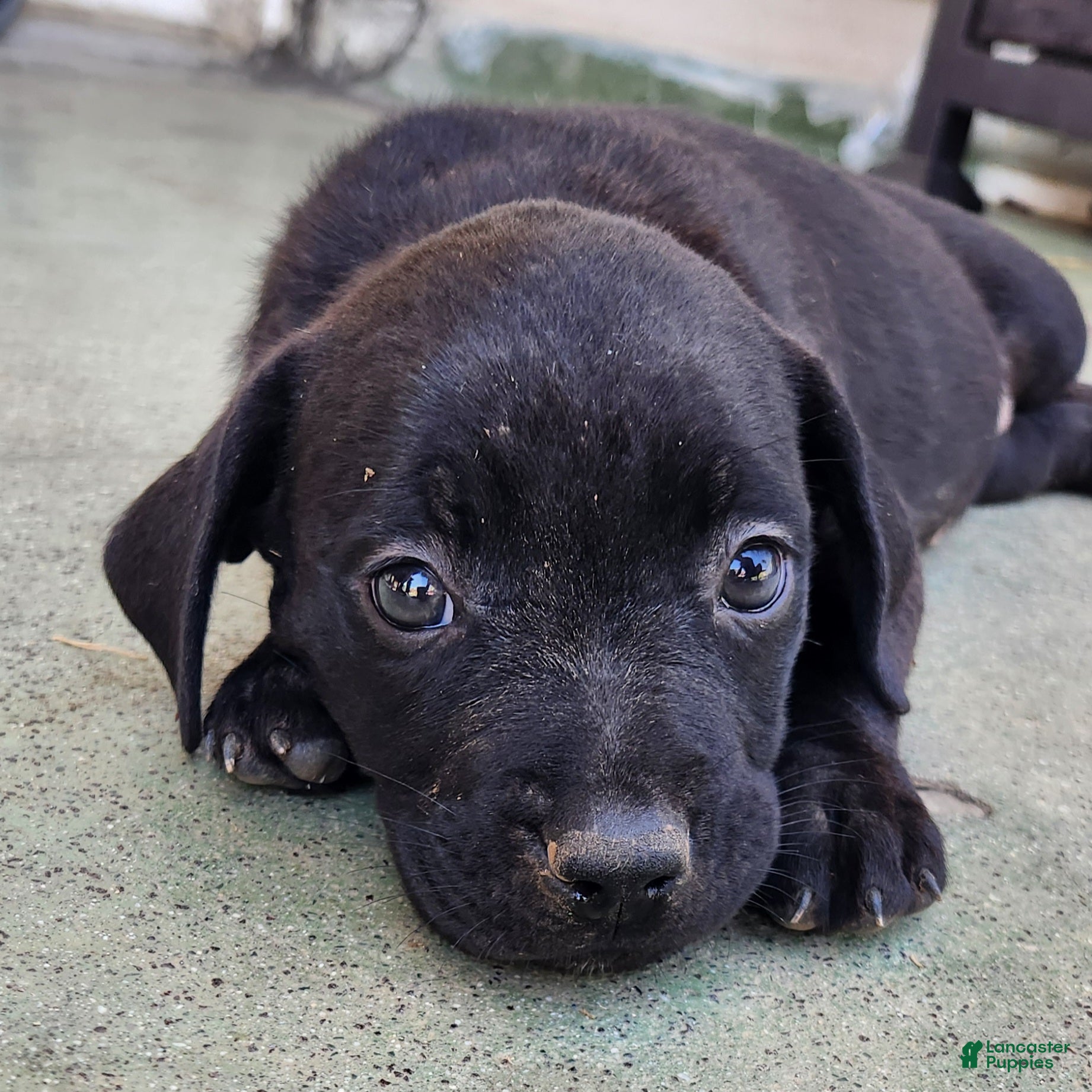 Mixed Breed dogs Mixed Breed 5 - Ad 21