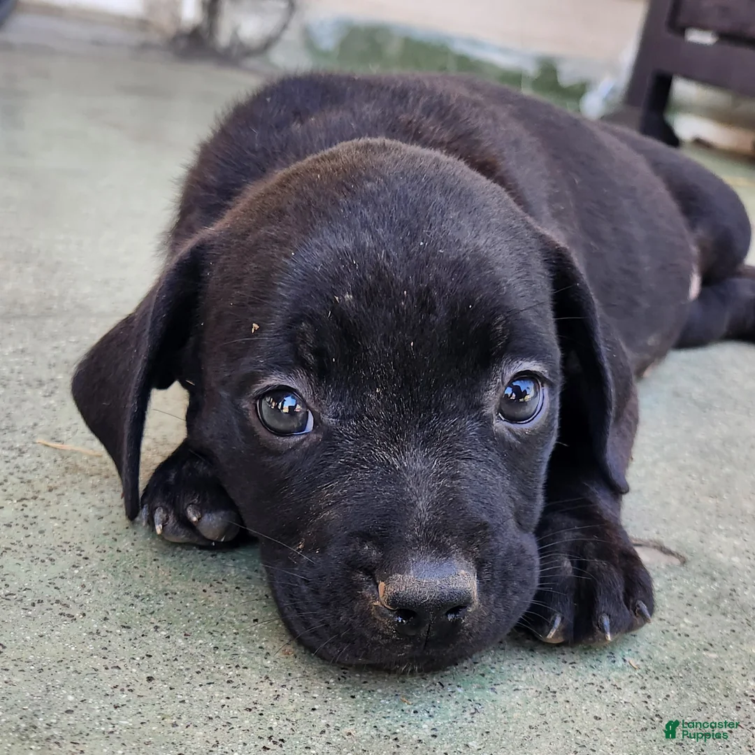 Mixed Breed dogs for sale: Mixed Breed 5 - Ad 1