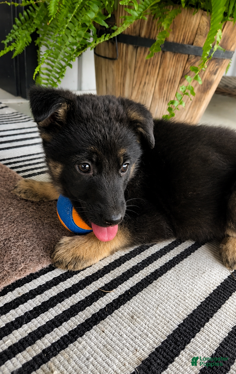 German Shepherd dogs Ivy - Ad 2