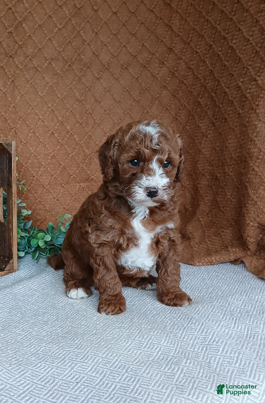 Cavapoo dogs for sale: Gabby - Ad 4