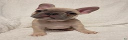 French Bulldog dogs for sale: French Bulldog Puppy 1 - Ad 5