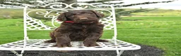 Labradoodle dogs for sale: Carol  - Ad 1
