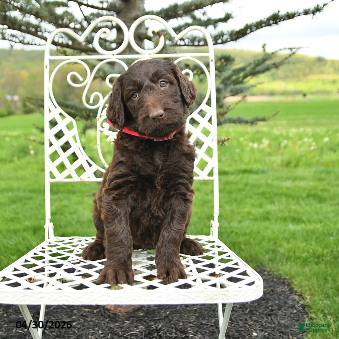 Labradoodle dogs for sale: Carol  - Ad 1