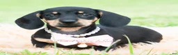 Miniature Dachshund dogs for sale: Bianca - Ad 3