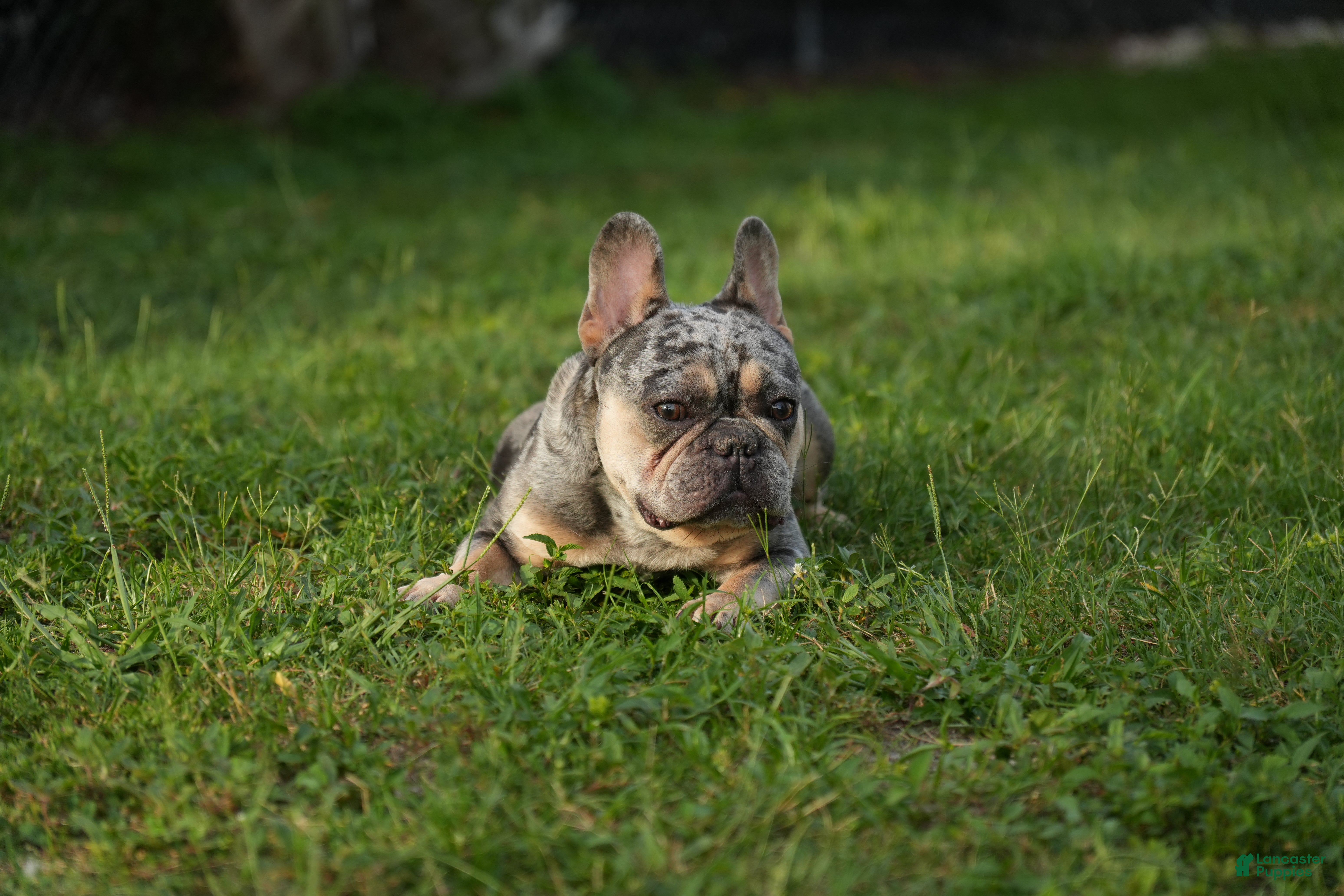 French Bulldog dogs for sale: Axel - Ad 4