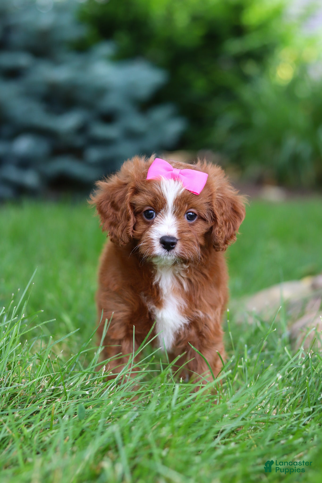 Cavapoo dogs Summer - Ad 1