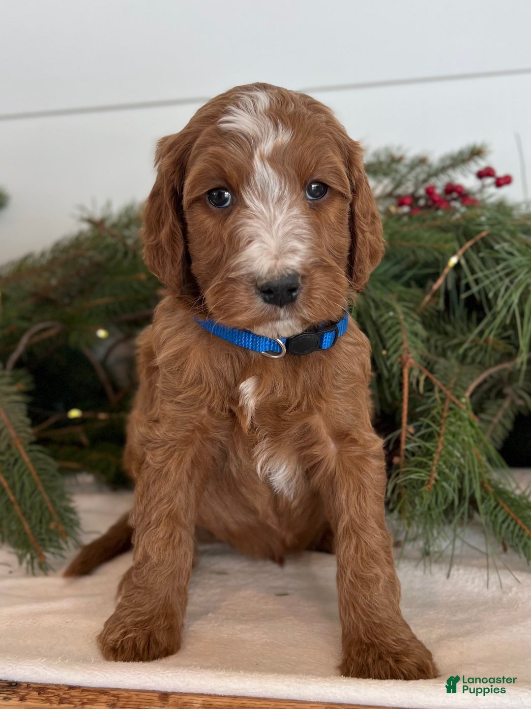 Irish Doodle dogs for sale: Theodore  - Ad 16
