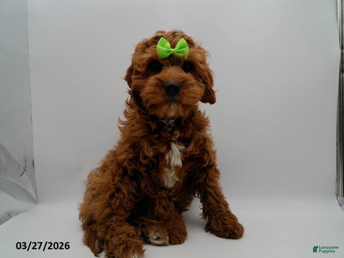 Cavapoo dogs for sale: Jax - Ad 1