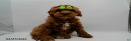 Cavapoo dogs for sale: Jax - Ad 1