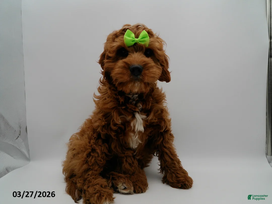 Cavapoo dogs for sale: Jax - Ad 1