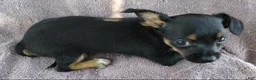 Mixed Breed dogs for sale: Boy  - Ad 4