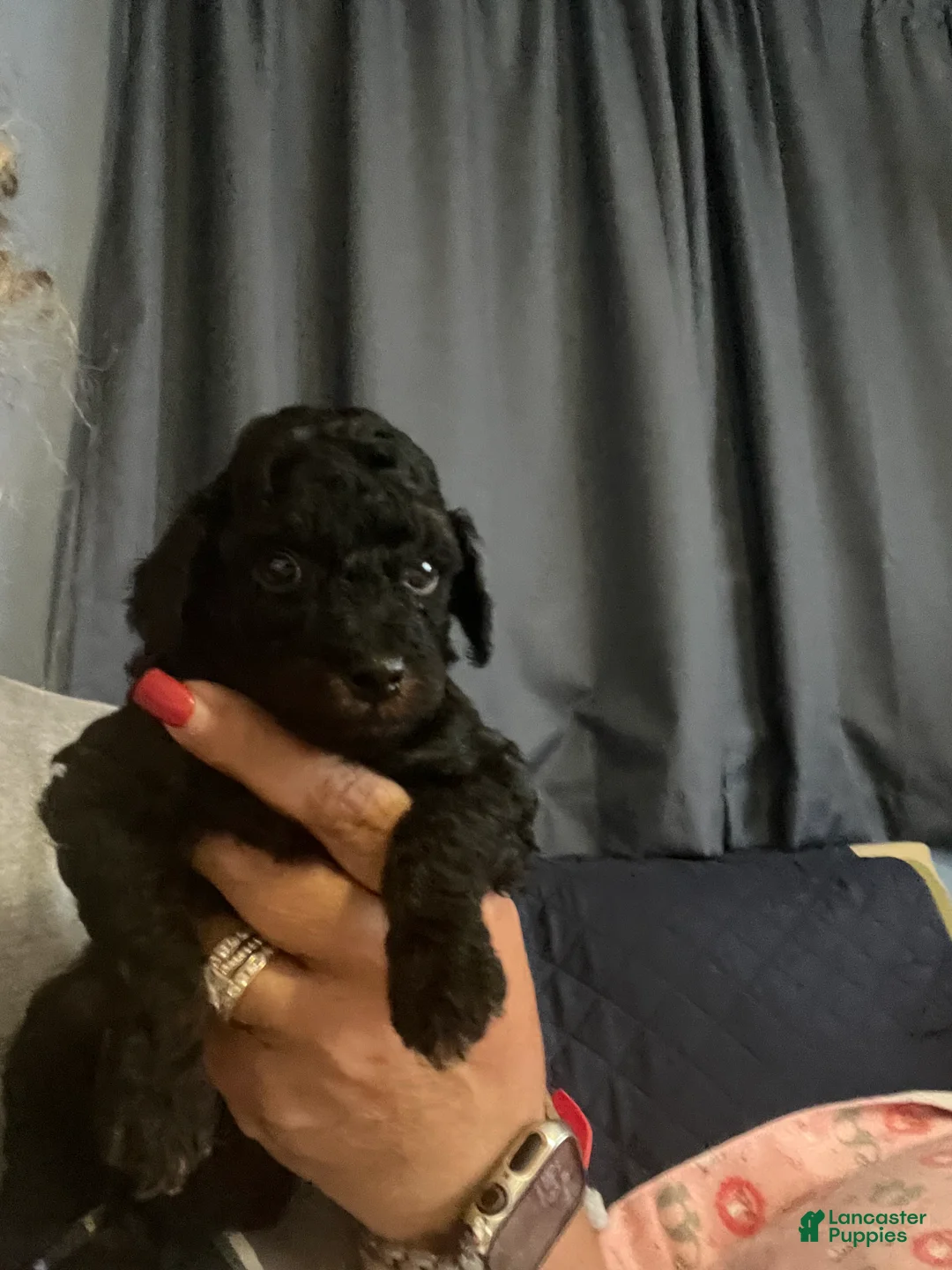 Miniature Poodle dogs for sale: Sprout - Ad 1